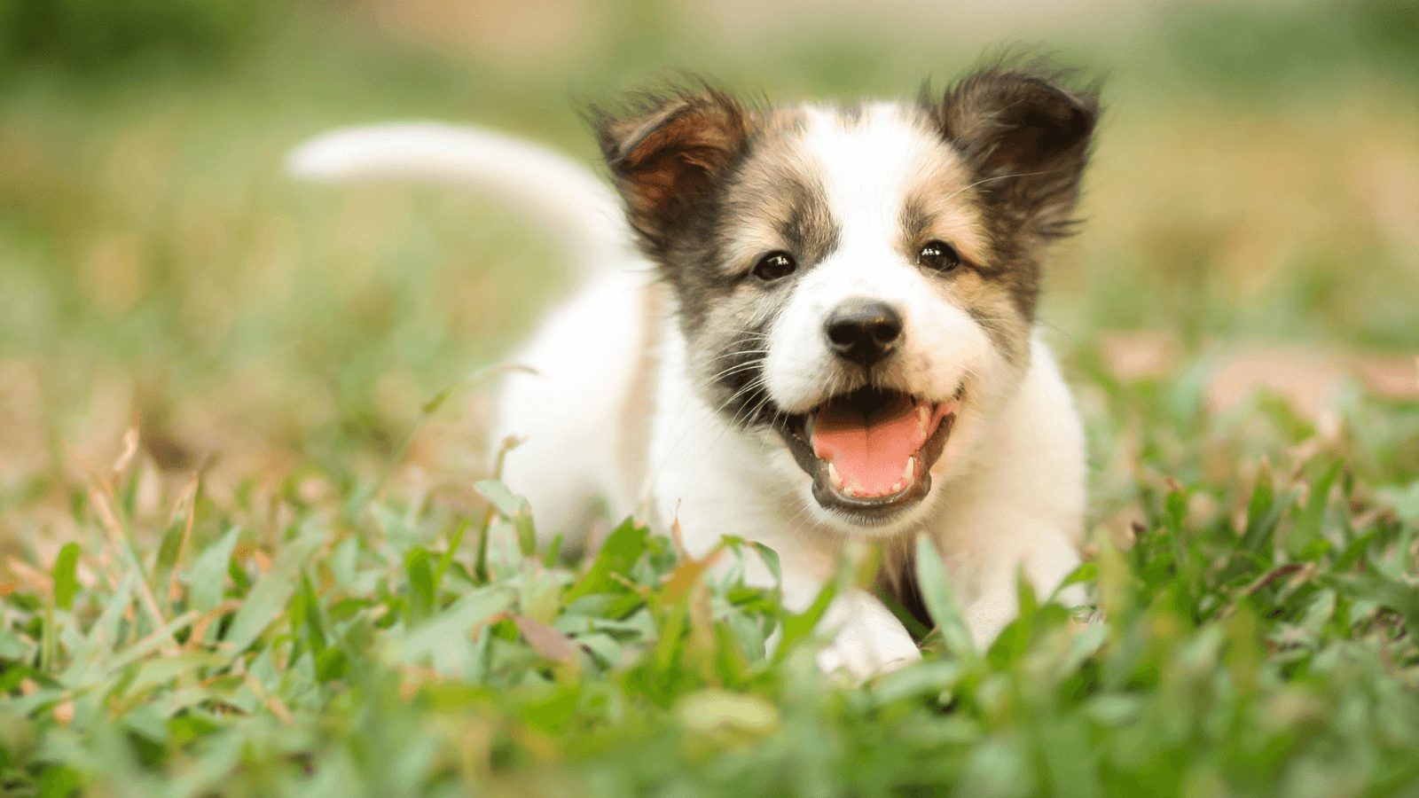 Top ventas de Juguetes para Perros con Ansiedad en nuestra tienda
