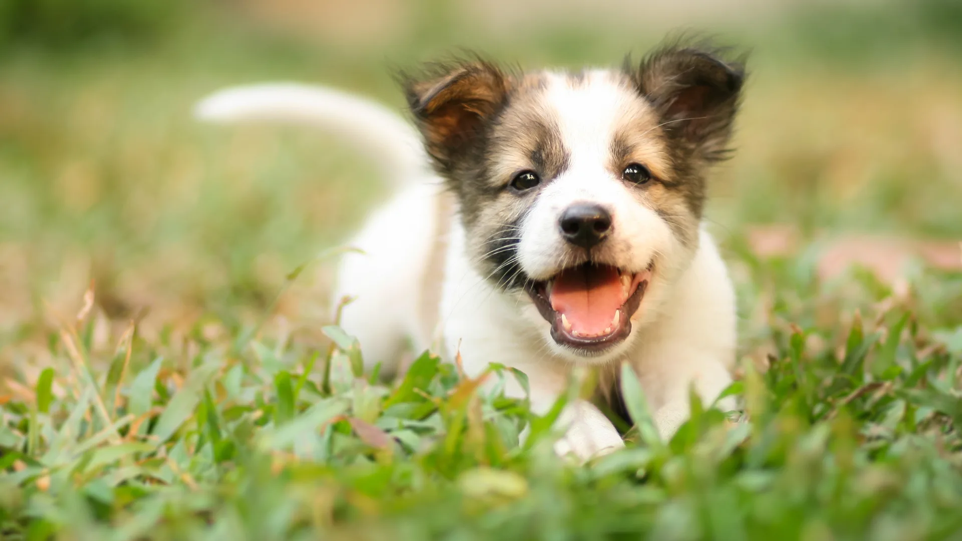 Top ventas de Juguetes para Perros con Ansiedad en nuestra tienda