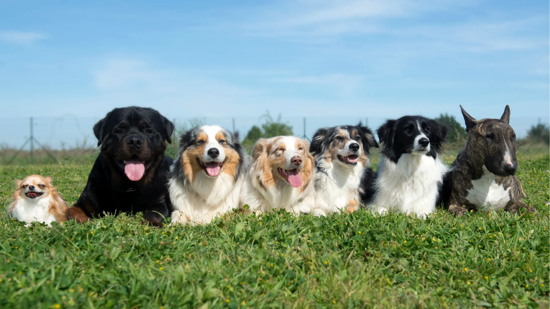 Perro relajado usando Juguetes para Perros con Ansiedad