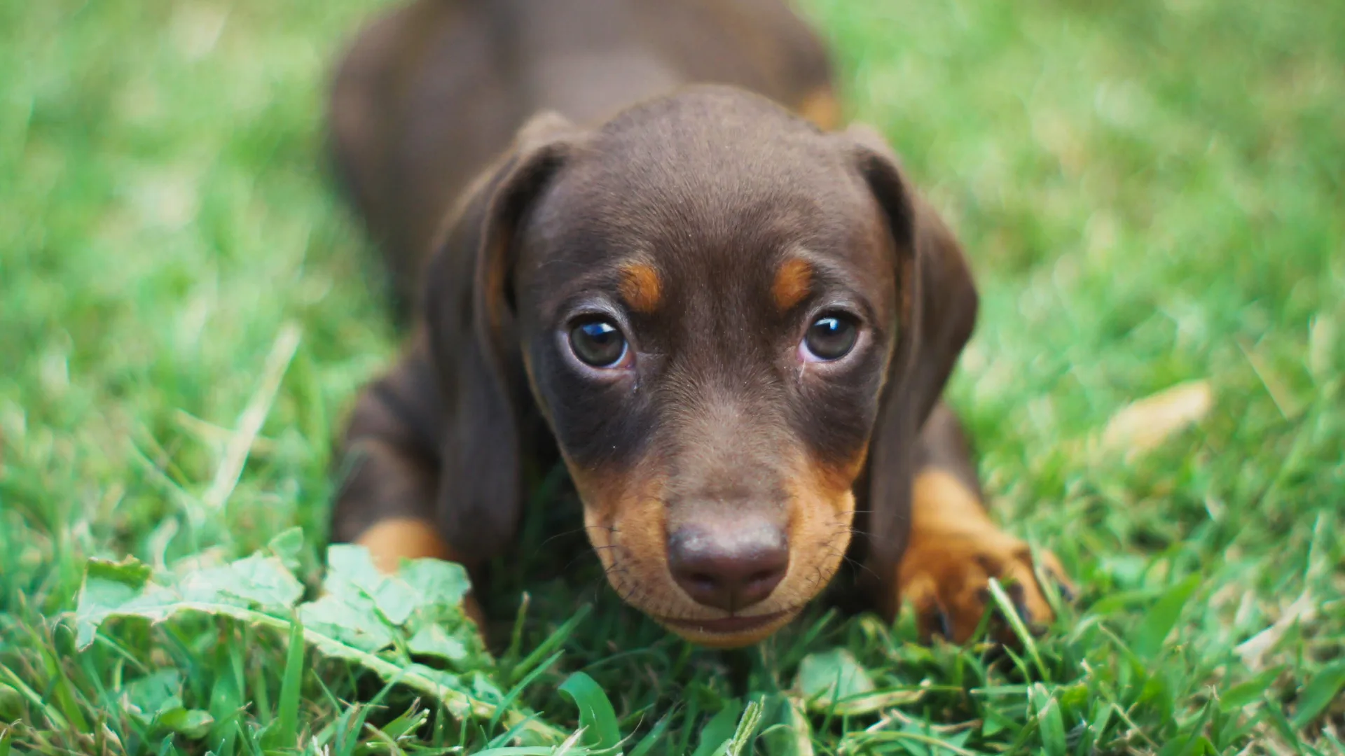 Juguetes para Perros con Ansiedad: calma y bienestar