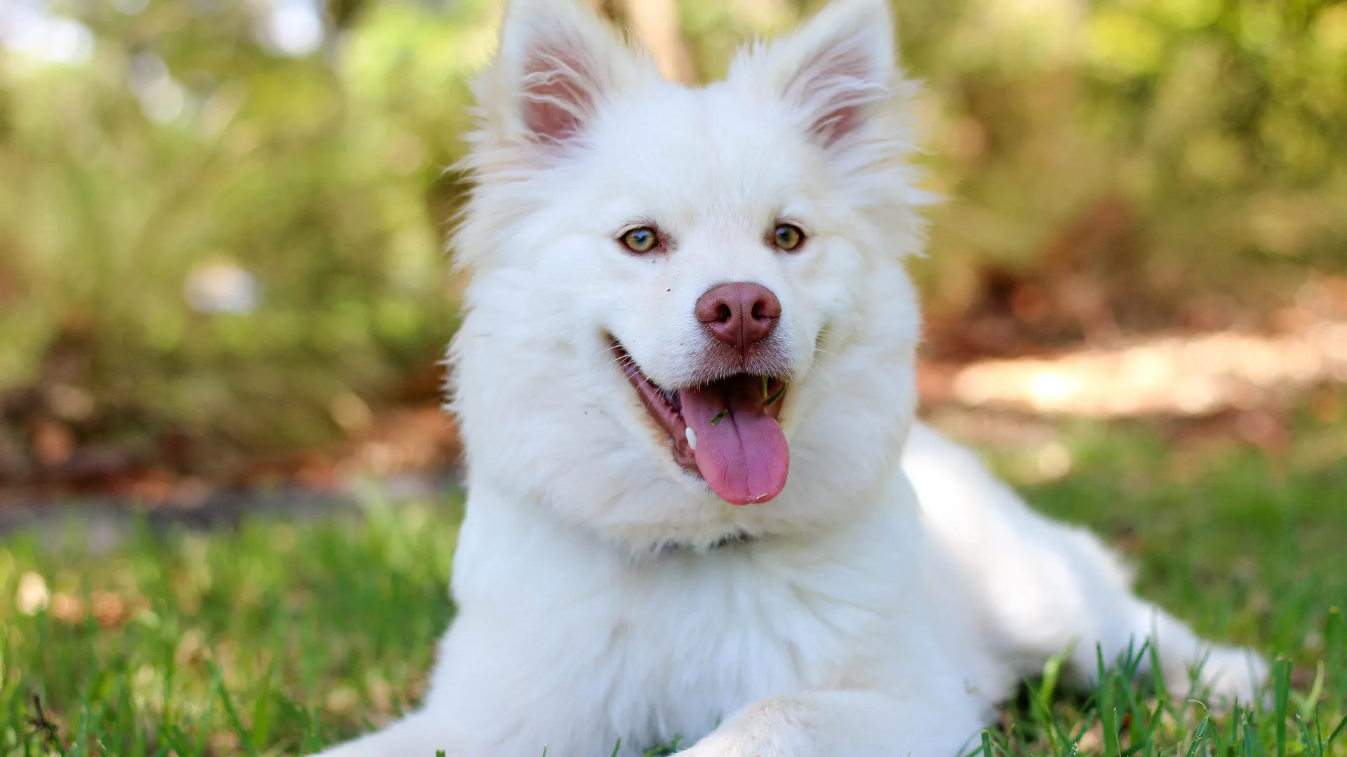 Mejores Juguetes para Perros con Ansiedad recomendados por expertos