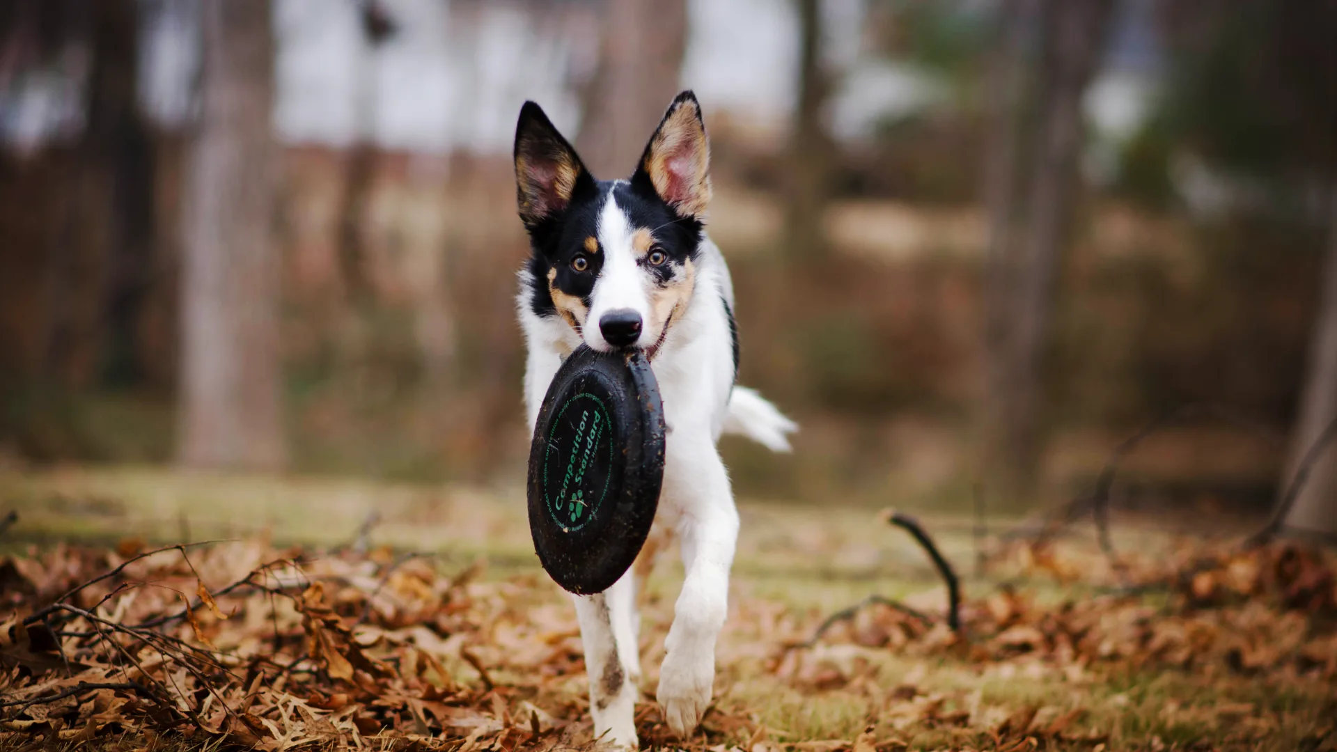juguetes para perros con ansiedad